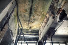 Best Mold Removal for HVAC Installations in Provo, UT